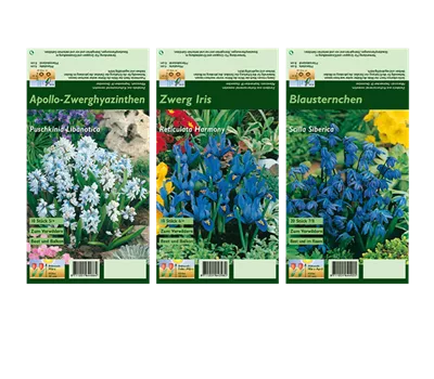 Blumenzwiebel Set 'Blue Star'