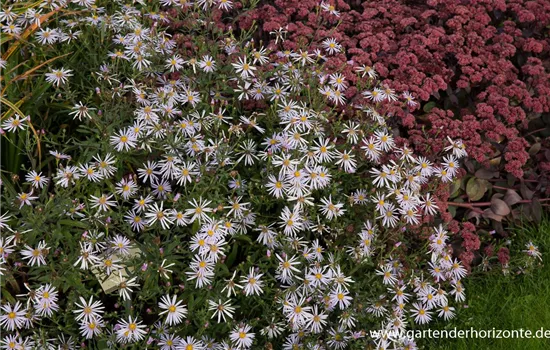 Garten-Pyrenäen-Aster 'Lutetia'