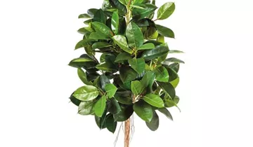 fleur ami FICUS ELASTICA Kunstpflanze