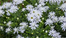 Aster dumosus 'Kristina'
