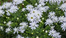 Aster dumosus 'Kristina'