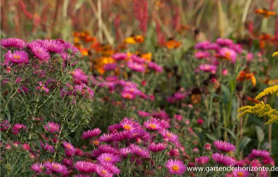 Garten-Raublatt-Aster 'Lachsglut'