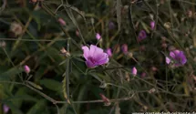 Althaea cannabina