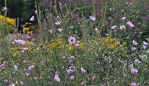 Althaea cannabina