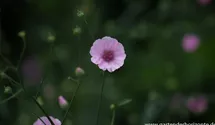Althaea cannabina