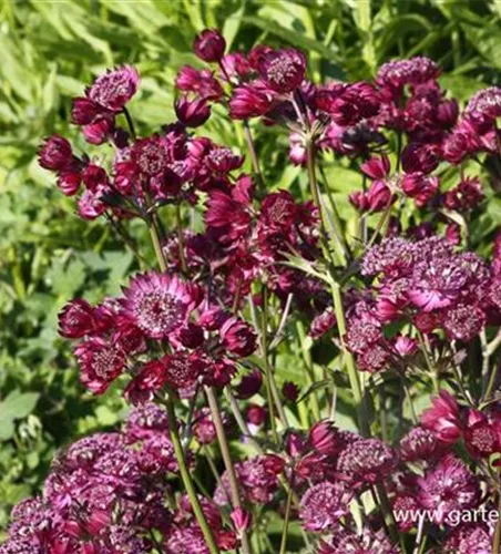 Astrantia major 'Star of Beauty' -R-