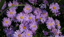 Aster dumosus 'Prof Anton Kippenberg'