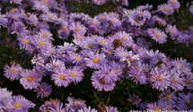 Aster dumosus 'Prof Anton Kippenberg'