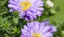 Aster dumosus 'Prof Anton Kippenberg'