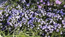 Aster dumosus 'Prof Anton Kippenberg'