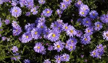 Aster dumosus 'Prof Anton Kippenberg'