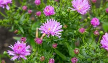 Aster dumosus 'Prof Anton Kippenberg'