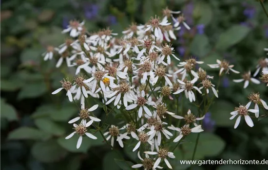 Herzblatt-Aster