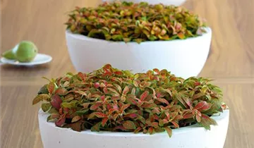 fleur ami POLYSTONE EGO PLUS Pflanzschale