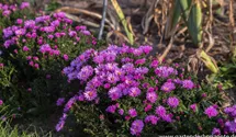 Aster dumosus 'Rosenwichtel'