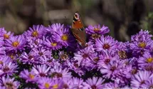 Aster dumosus 'Rosenwichtel'