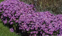 Aster dumosus 'Rosenwichtel'