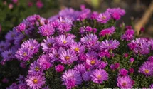Aster dumosus 'Rosenwichtel'