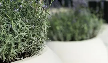 fleur ami POLYSTONE GLOBE Pflanzgefäß