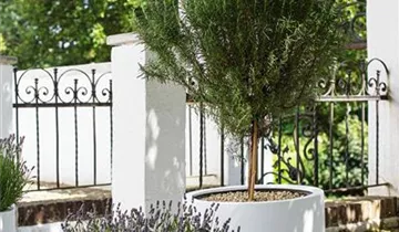 fleur ami TRIBECA SHAPE Pflanzschale bauchig