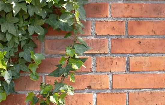 Kletterpflanzen im Sommer – Hoch hinaus und noch viel weiter!