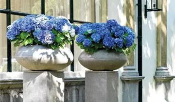 fleur ami DIVISION PLUS Pflanzschale
