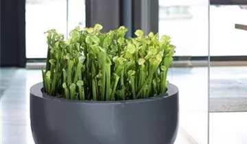 fleur ami PREMIUM CLASSIC Bodengefäß