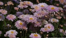 Winteraster
