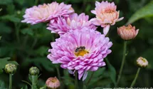 Winteraster