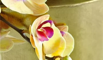 fleur ami PANDORA Pflanzgefäß