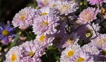 Winteraster