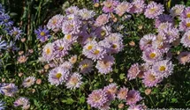 Winteraster