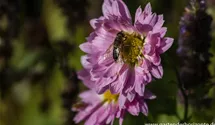 Winteraster