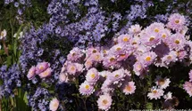 Winteraster