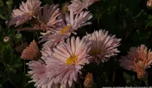 Winteraster