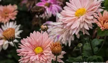 Winteraster
