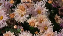 Winteraster
