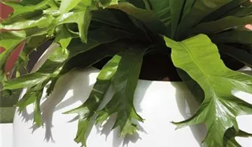 fleur ami PREMIUM GLOBE Pflanzgefäß