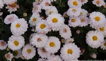 Winteraster