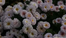 Winteraster
