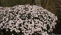 Winteraster