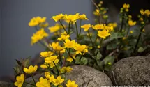Sumpf-Dotterblume