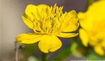 Sumpf-Dotterblume