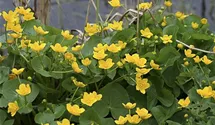 Sumpf-Dotterblume