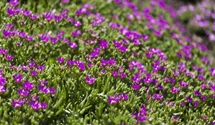 Transvaal-Mittagsblume