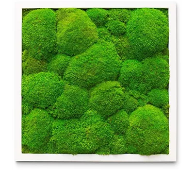 fleur ami PREMIUM Moos-Bild