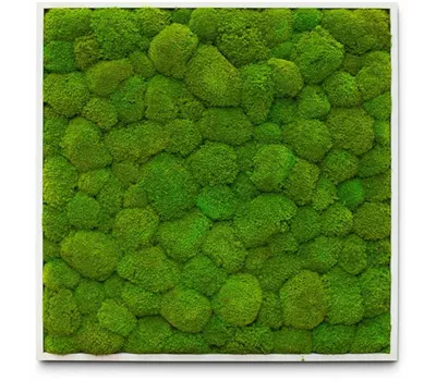 fleur ami PREMIUM Moos-Bild