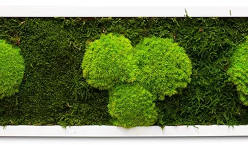 fleur ami PREMIUM Moos-Bild