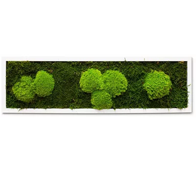 fleur ami PREMIUM Moos-Bild