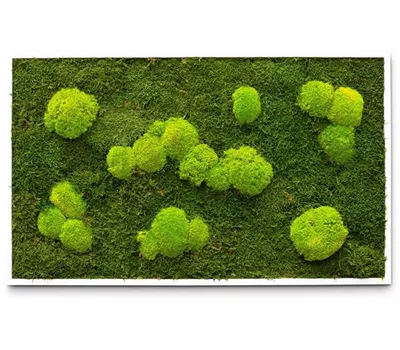 fleur ami PREMIUM Moos-Bild